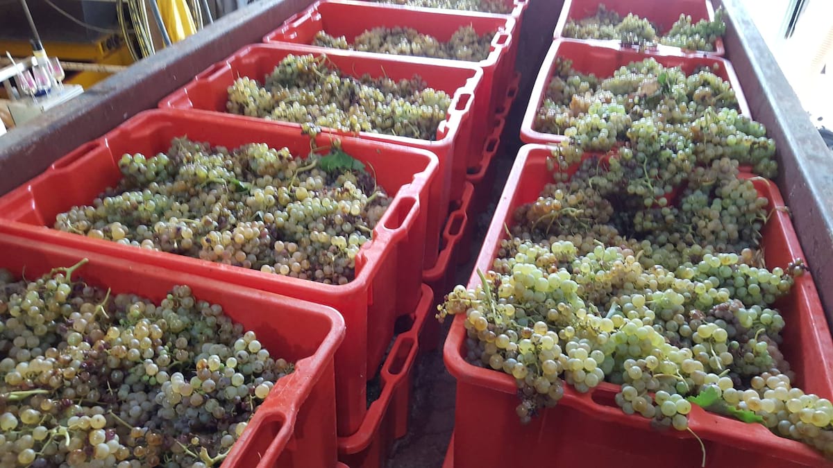 Domaine de Ravanes - vigneron Languedoc