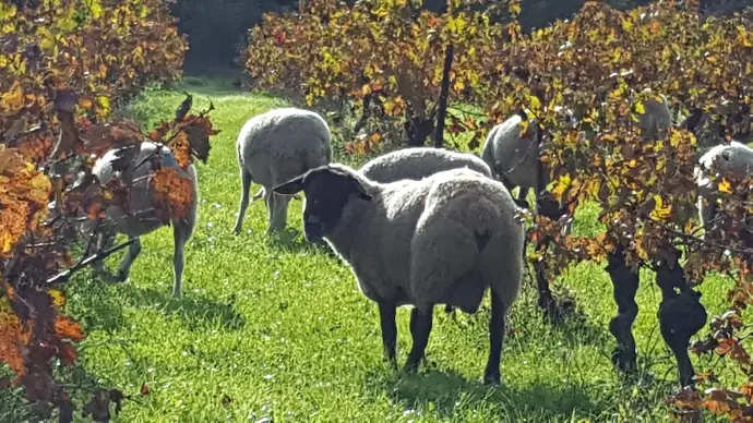 Domaine de Ravanes - vigneron Languedoc