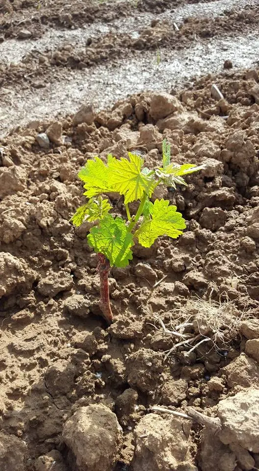 Domaine de Ravanes - vigneron Languedoc