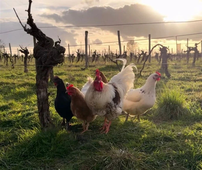 la Tour Brune - vin de Loire - vignes