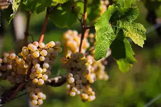 Nora Konrad, Chamäleon (Rhénanie - Allemagne) vin naturel | Nat Or Not