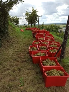 Nora Konrad, Chamäleon (Rhénanie - Allemagne) vin naturel | Nat Or Not