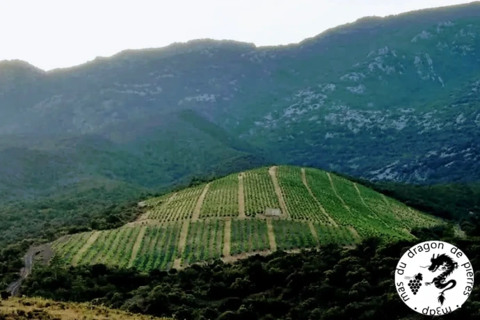 Pyrénées au pied du vignoble Pyrénées au pied du vignoble